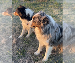 Small Photo #1 Australian Shepherd Puppy For Sale in ADA, OK, USA