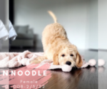 Puppy 4 Goldendoodle-Saint Berdoodle Mix