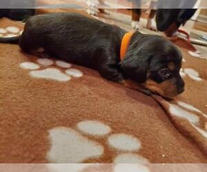 Dorkie Puppy for sale in CHARLESTOWN, IN, USA