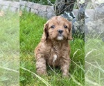 Small Photo #2 Cavapoo Puppy For Sale in GREENVILLE, MO, USA
