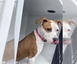 American Pit Bull Terrier Dogs for adoption in Houston, TX, USA