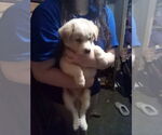 Small #1 Great Pyrenees-Pug Mix