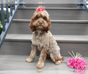 Cockapoo Puppy for sale in MILLERSBURG, OH, USA