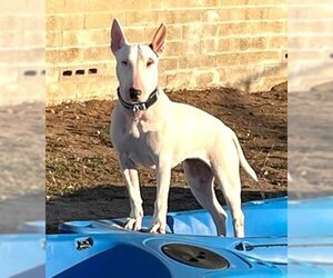 Bull Terrier Dogs for adoption in  Ramona, CA, USA