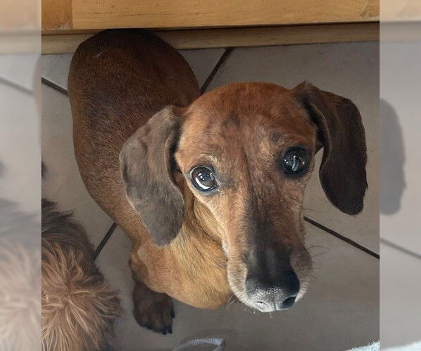 Medium Photo #1 Dachshund Puppy For Sale in St. Louis Park, MN, USA