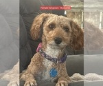 Small Photo #1 Goldendoodle mix (+ Poodle Standard) Puppy For Sale in MILFORD, UT, USA