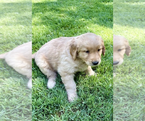 Medium Photo #5 Golden Retriever Puppy For Sale in FAIR HAVEN, MI, USA