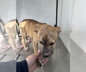 Mutt Dogs for adoption in Stockton, CA, USA