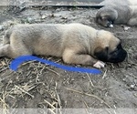 Small Photo #5 Kangal Dog Puppy For Sale in WACO, TX, USA