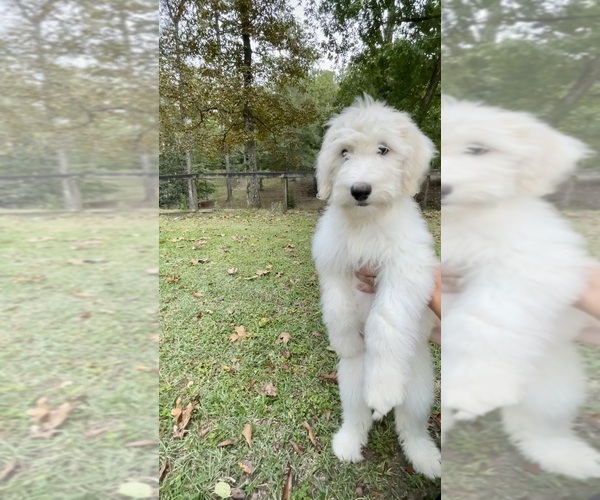 Medium Photo #6 Sheepadoodle Puppy For Sale in PERKINSTON, MS, USA