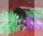 Small Photo #94 Yorkshire Terrier Puppy For Sale in AKRON, OH, USA
