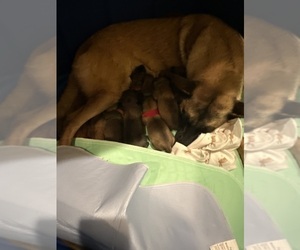 Belgian Malinois Puppy for sale in ATHENS, AL, USA