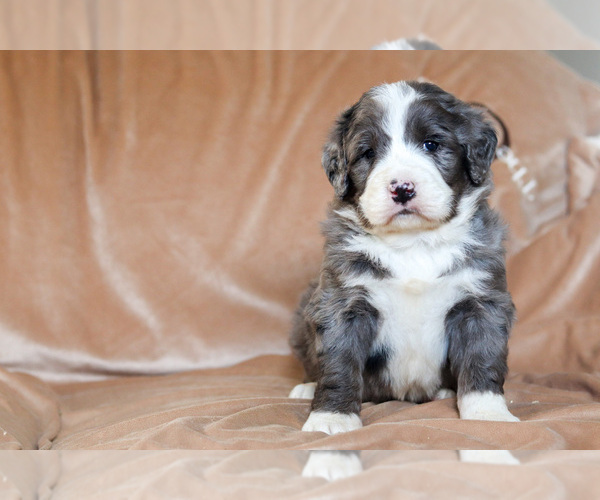 Medium Photo #1 Bernedoodle Puppy For Sale in BERLIN, NJ, USA