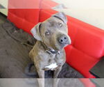 Small American Pit Bull Terrier