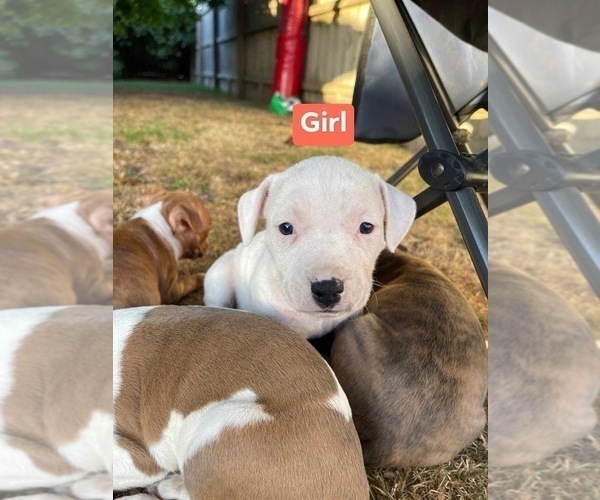 Medium Photo #3 American Staffordshire Terrier Puppy For Sale in Frankston, Victoria, Australia