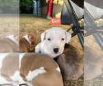 Small #2 American Staffordshire Terrier