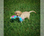Small Photo #15 Labrador Retriever Puppy For Sale in FRESNO, OH, USA