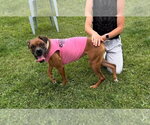 Small #2 Boxer