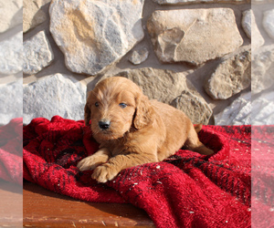Goldendoodle-Poodle (Standard) Mix Puppy for sale in EAST EARL, PA, USA