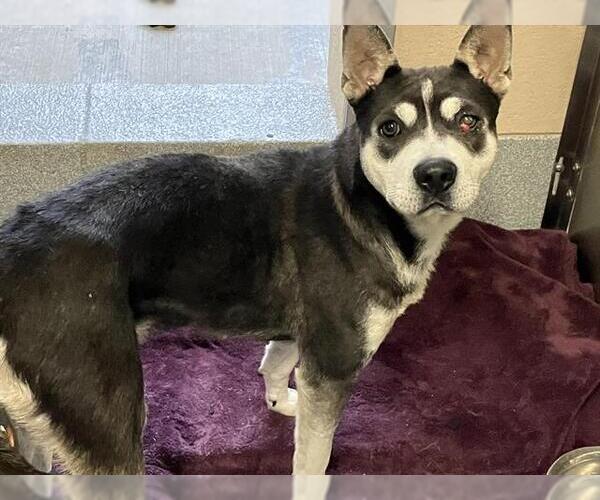 Medium Photo #1 Siberian Husky-Unknown Mix Puppy For Sale in Orange, CA, USA