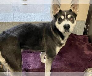 Siberian Husky-Unknown Mix Dogs for adoption in Orange, CA, USA
