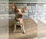 Small #1 American Pit Bull Terrier Mix