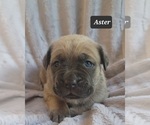Small #3 Cane Corso