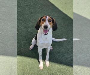 Zoe - Female Mutt Dog for Adoption - Photo #4