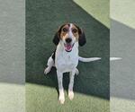 Small Photo #4 Mutt Puppy For Sale in Rockwall, TX, USA