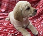 Small Photo #2 Golden Labrador Puppy For Sale in MARYVILLE, MO, USA