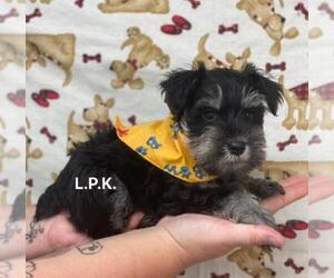 Schnauzer (Miniature) Puppy for sale in WINNSBORO, LA, USA