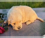 Small Photo #30 Golden Retriever Puppy For Sale in WOOSTER, OH, USA