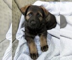 Small Photo #3 German Shepherd Dog Puppy For Sale in WADSWORTH, IL, USA