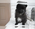 Small Photo #6 Pomeranian Puppy For Sale in HONEY BROOK, PA, USA