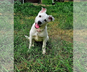 American Pit Bull Terrier-Unknown Mix Dogs for adoption in Andover, MN, USA