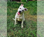 Small American Pit Bull Terrier Mix