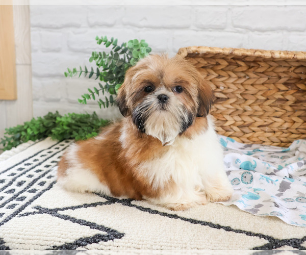 Medium Photo #3 Shih Tzu Puppy For Sale in SYRACUSE, IN, USA