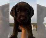 Small #4 Labrador Retriever