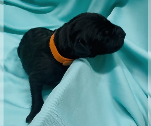 Medium Photo #1 Great Dane Puppy For Sale in MARSHVILLE, NC, USA