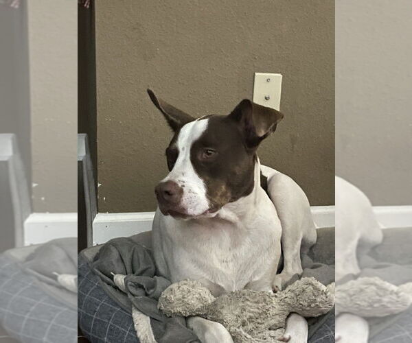 Medium Photo #2 American Pit Bull Terrier-Unknown Mix Puppy For Sale in Oak Bluffs, MA, USA