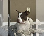 Small #1 American Pit Bull Terrier Mix