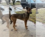 Small #1 Mutt