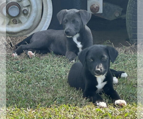 Medium Photo #9 Labrador Retriever-Unknown Mix Puppy For Sale in Garner, NC, USA