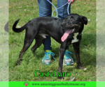 Small #1 Rottweiler-American Pit Bull Terrier