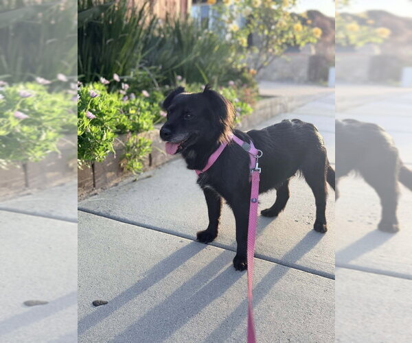 Medium Photo #2 Mutt Puppy For Sale in San Diego, CA, USA