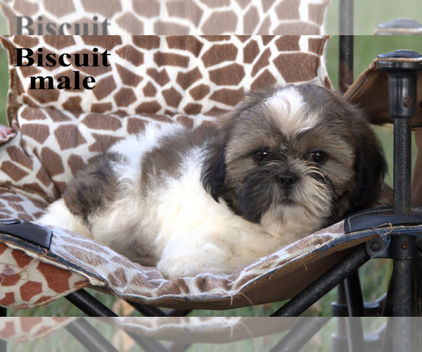 Medium Photo #3 Shih Tzu Puppy For Sale in CLARE, MI, USA