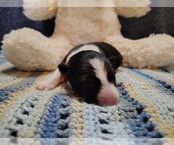 Medium Photo #17 Border Collie Puppy For Sale in NORBORNE, MO, USA