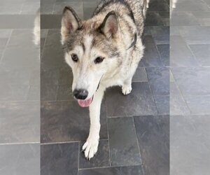 Alusky Dogs for adoption in Cumming, GA, USA
