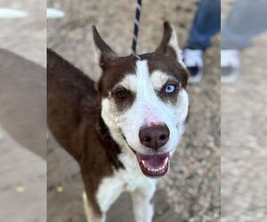Keezo - Female Siberian Husky Dog for Adoption - Photo #2