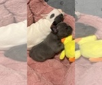 Small Photo #9 French Bulldog Puppy For Sale in SANTA CRUZ, CA, USA
